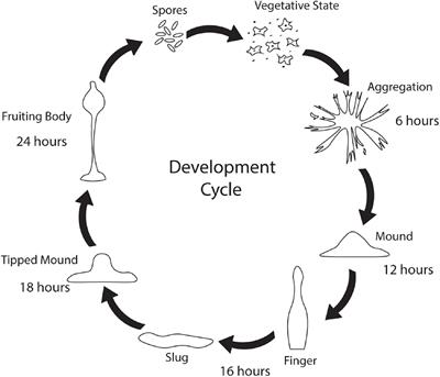 Dictyostelium discoideum as a Model for Investigating Neurodegenerative Diseases